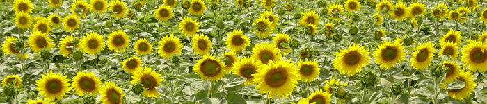 Sonnenblumen